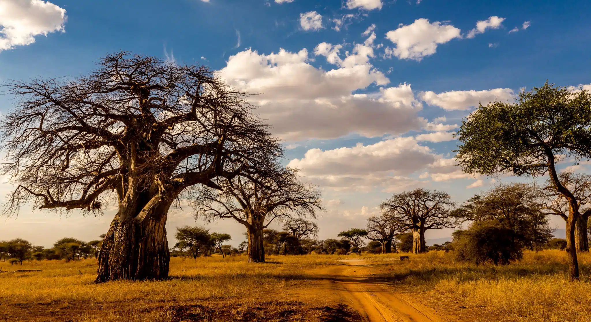 Baobabs en Tanzanie