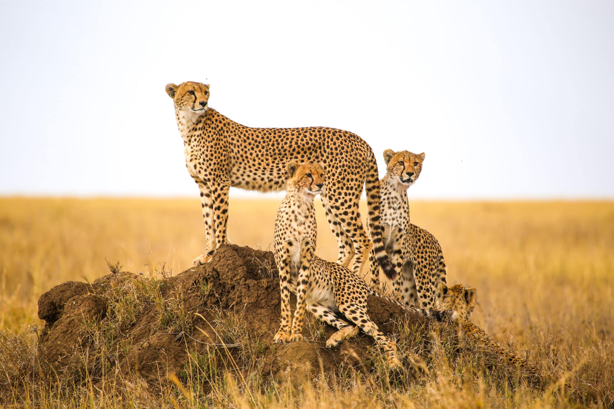 Guépards au Parc National Serengeti en Tanzanie