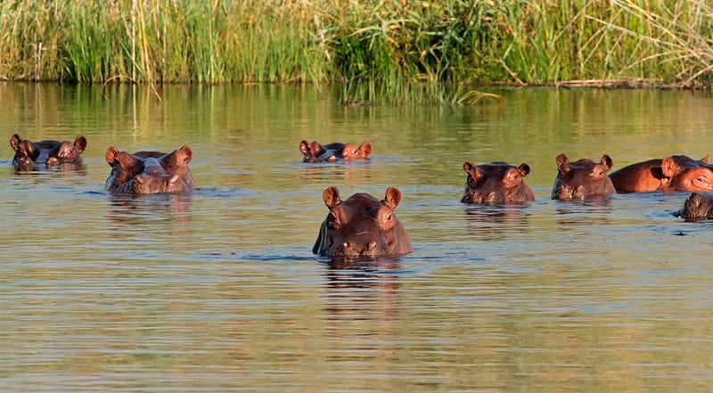 Safari en Afrique du Sud