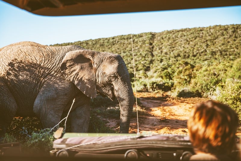 Safari en Afrique du Sud