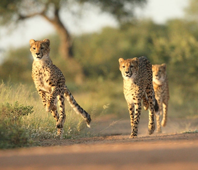 Safari en Afrique du Sud