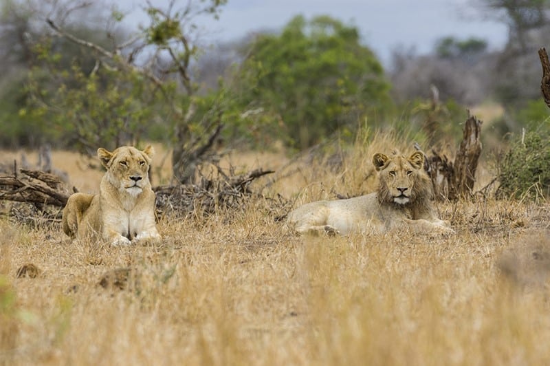 Safari en Afrique du Sud
