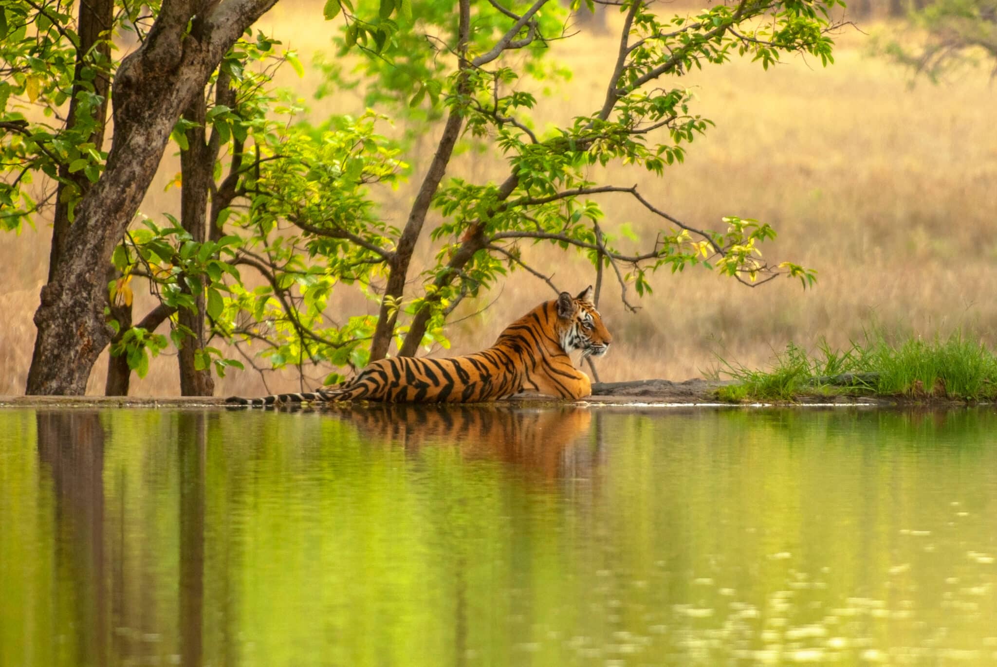 Tigre du Bengale en bord de lac