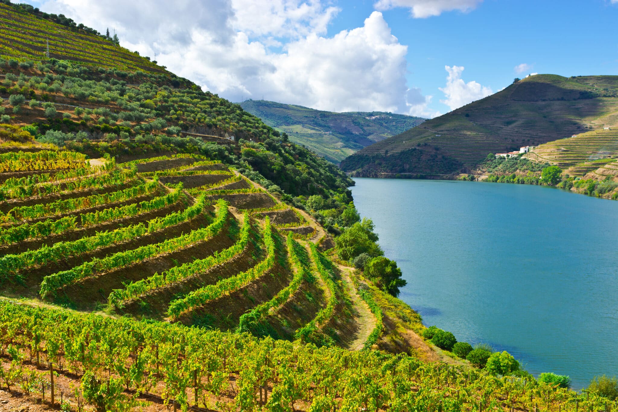 Vignoble autour du Douro