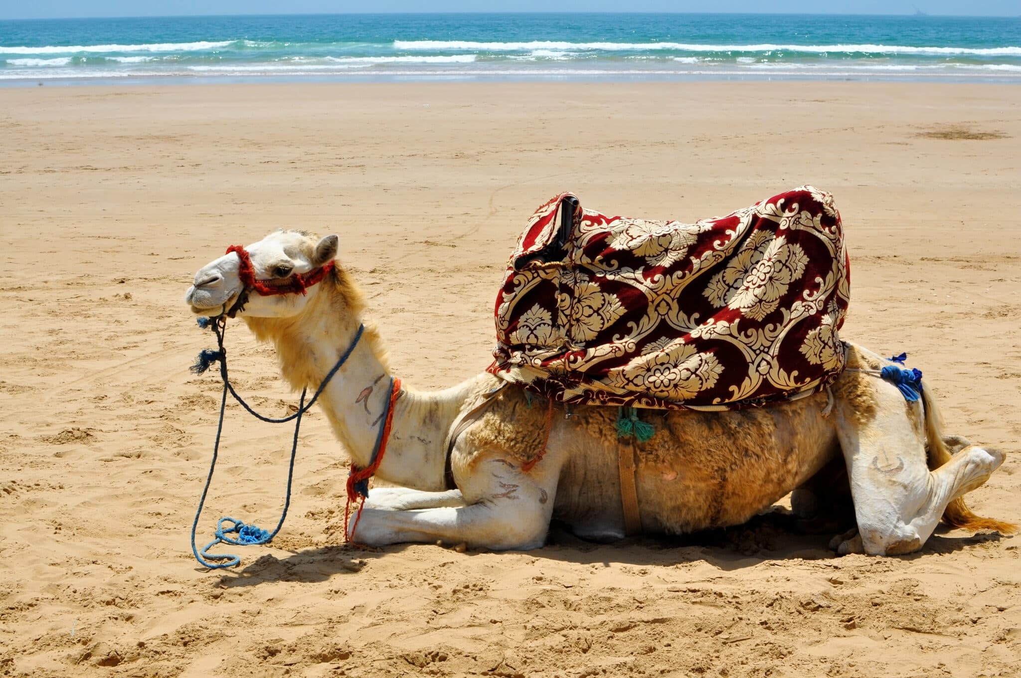 Chameau sur la plage au Maroc