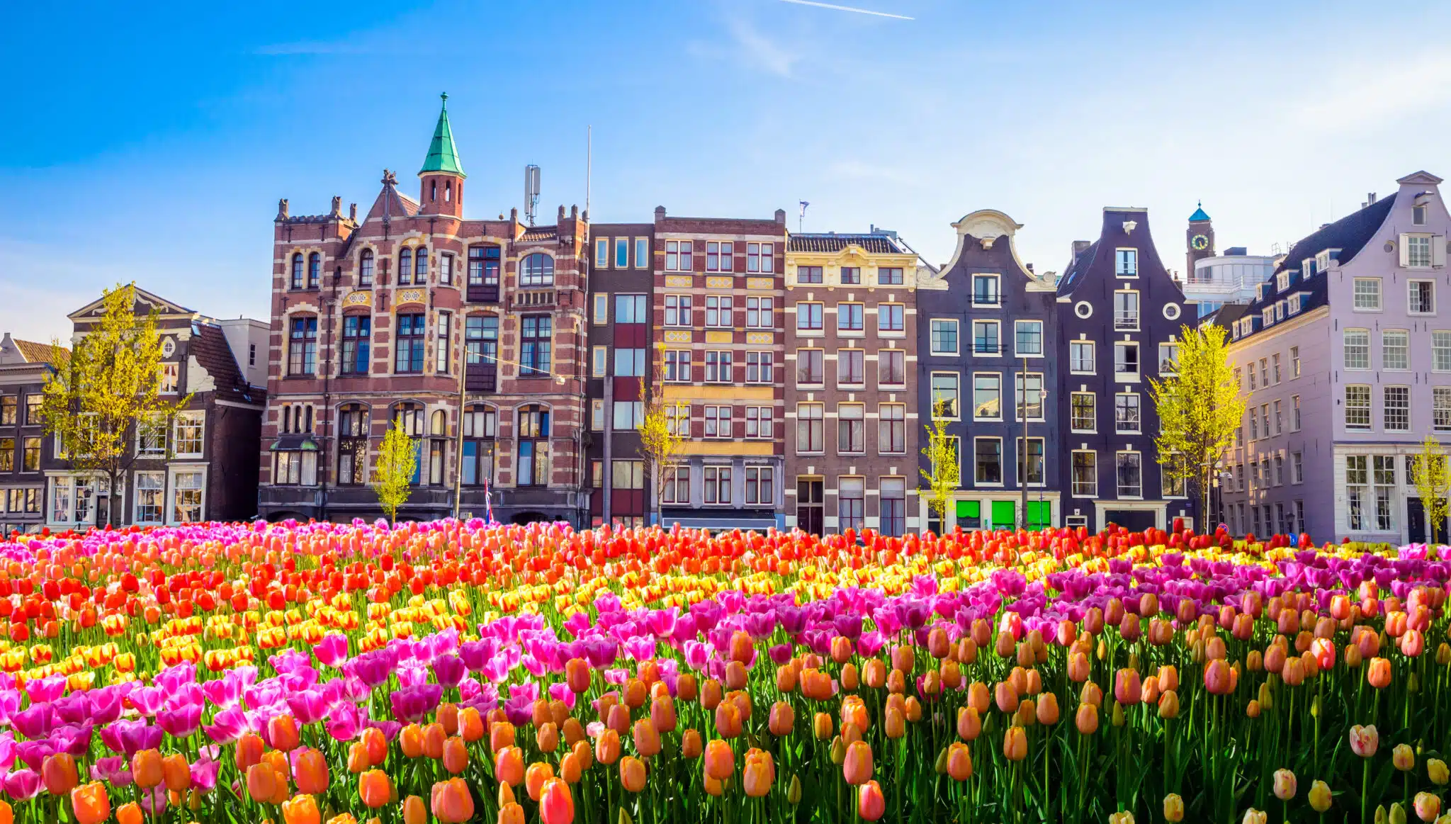 Vieux bâtiments et champs de tulipes à Amsterdam