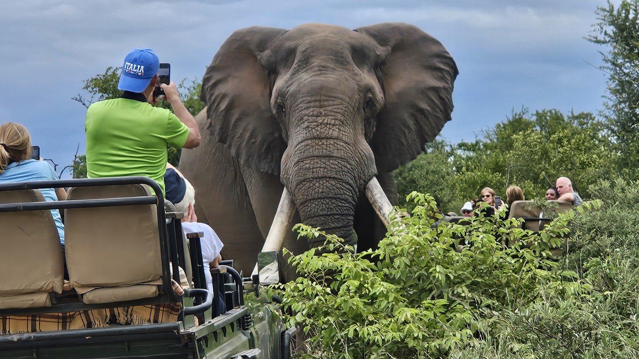 Éléphant