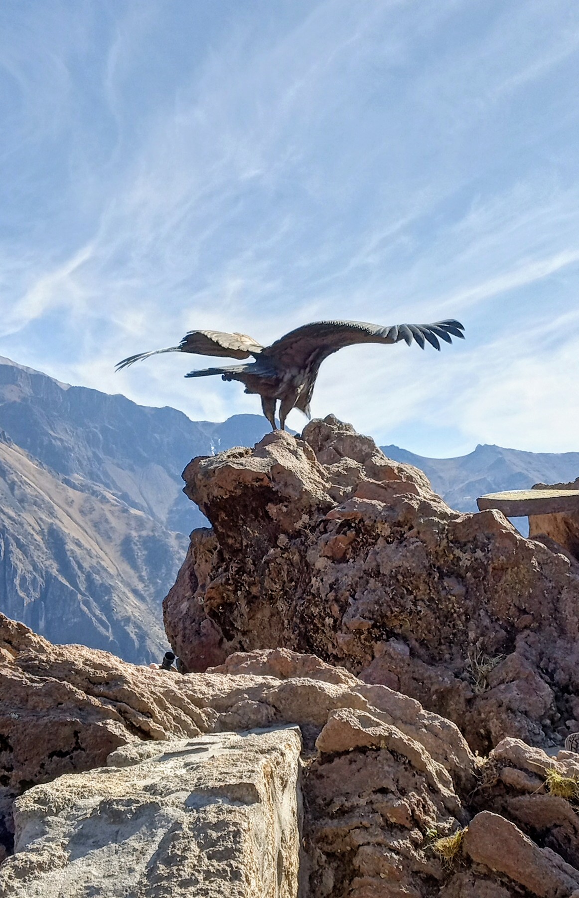 Condor